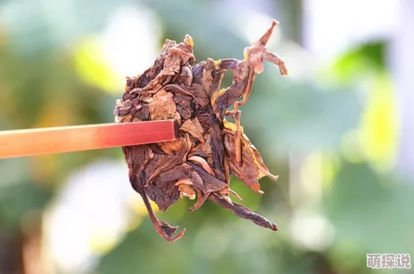 国产精品毛片在线大全:最新动态与热门内容汇总,带你了解当前最受欢迎的影视资源和观看趋势 国产精品毛片在线大全:最新动态与热门内容汇总,带你了解当前最受欢迎的影视资源和观看趋势