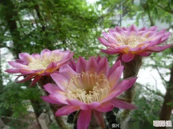 河北彩花SSIS-280线看！惊现罕见奇观，彩花绽放引发全城热议，市民纷纷前来围观！