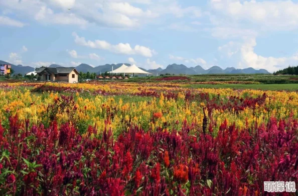 河北彩花SSIS-280线看！惊现罕见奇观，彩花绽放引发全城热议，市民纷纷前来围观！