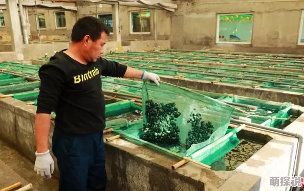 粉嫩鲍鱼18p:最新动态揭示其在市场上的热度持续攀升,消费者反响积极,销售量显著增长 粉嫩鲍鱼18p:最新动态揭示其在市场上的热度持续攀升,消费者反响积极,销售量显著增长