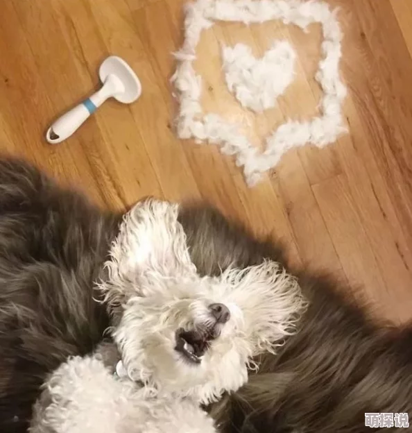 毛逼：最新动态揭示其在当代文化中的影响与发展趋势，值得关注的现象与讨论