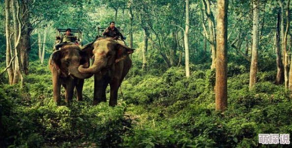 野外老妇毛耸耸：探访神秘森林中的奇特生物，揭开自然界的未知面纱与生态之谜