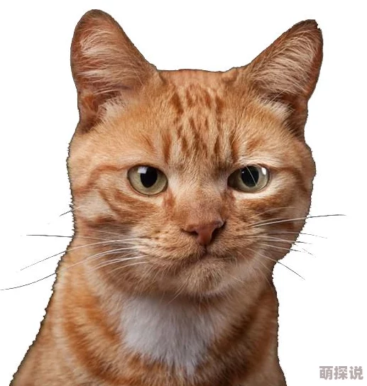 51吃瓜今日吃瓜必吃胖猫：揭示了人们在放松时对美食的热爱，以及不经意间增加的体重与生活方式的关系