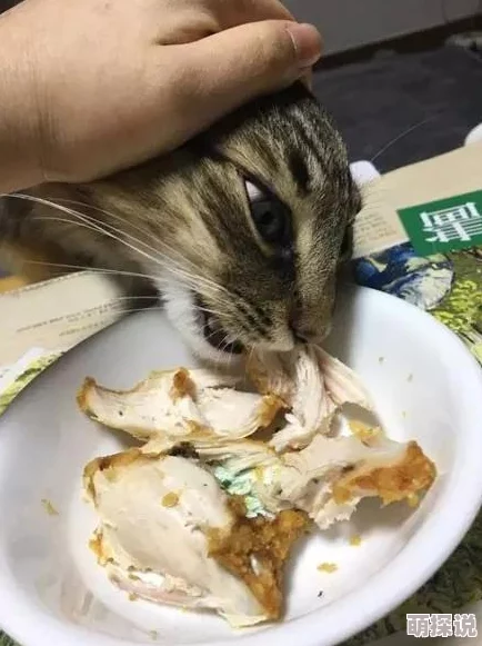 51吃瓜今日吃瓜必吃胖猫：揭示了人们在放松时对美食的热爱，以及不经意间增加的体重与生活方式的关系