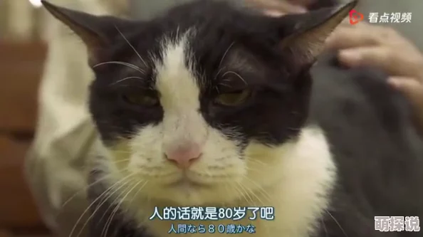 51吃瓜今日吃瓜必吃胖猫：揭示了人们在放松时对美食的热爱，以及不经意间增加的体重与生活方式的关系