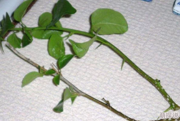 天天影视插插插:最新动态曝光,平台内容更新频繁,用户互动热烈,引发广泛关注与讨论 天天影视插插插:最新动态曝光,平台内容更新频繁,用户互动热烈,引发广泛关注与讨论