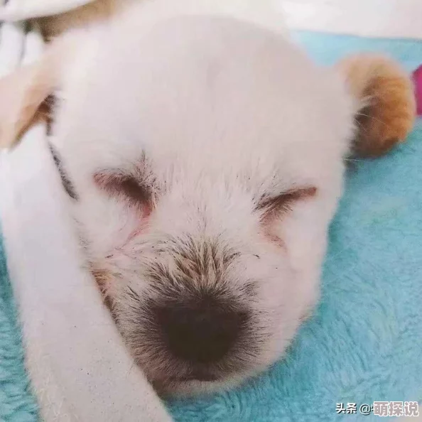 剑网3指尖江湖：小七缘分选择攻略，最佳搭档推荐与搭配分析