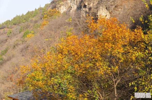 四川BBBB槡BBBB槡：震撼发现！千年古树竟藏神秘力量，专家惊呼不可思议！
