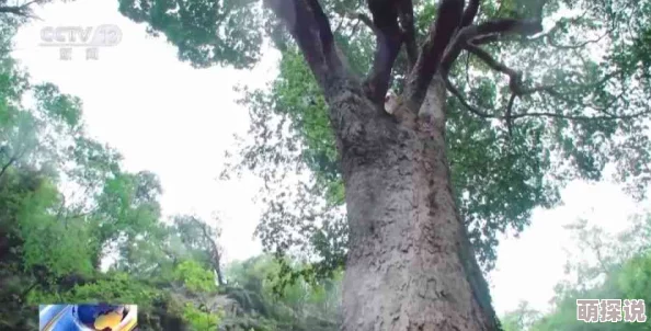 四川BBBB槡BBBB槡：震撼发现！千年古树竟藏神秘力量，专家惊呼不可思议！