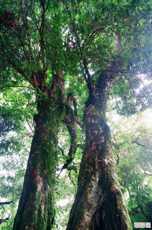 四川BBBB槡BBBB槡：震撼发现！千年古树竟藏神秘力量，专家惊呼不可思议！