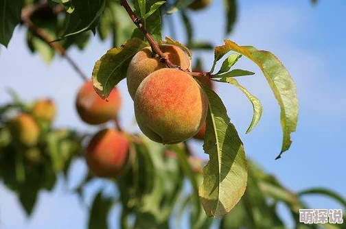 坤坤寒进桃子里嗟嗟嗟小说,情节跌宕起伏,让人欲罢不能,真是精彩绝伦! 坤坤寒进桃子里嗟嗟嗟小说,情节跌宕起伏,让人欲罢不能,真是精彩绝伦!