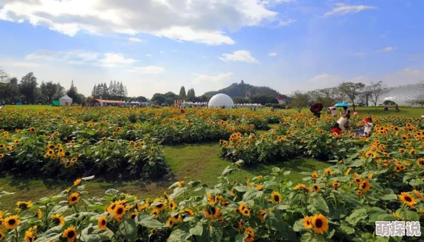 全面解析《不思议迷宫》大盗神冒险之森玩法规则与策略分析指南