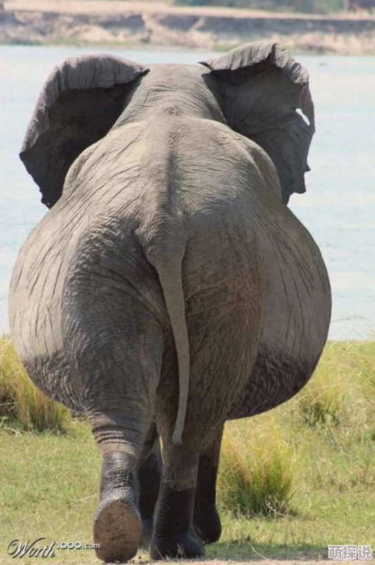 欧美女人与动物交配视频，这种内容真是令人震惊，应该加强监管和法律限制