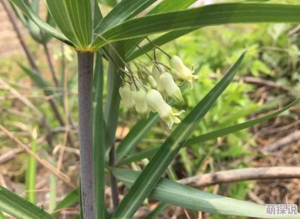 小花核湿透了网友纷纷表示这种情况让人心疼,认为小花需要更多的关爱和照顾,希望能尽快恢复健康 小花核湿透了网友纷纷表示这种情况让人心疼,认为小花需要更多的关爱和照顾,希望能尽快恢复健康