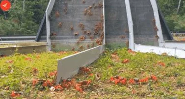 螃蟹解说揭秘:丛林法则大逃命游戏隐藏BUG高效逃生技巧视频教学详解 螃蟹解说揭秘:丛林法则大逃命游戏隐藏BUG高效逃生技巧视频教学详解