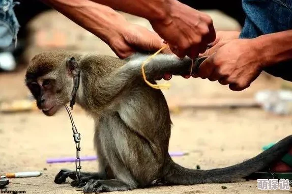 动物交配免费人性视频，这种内容真是让人感到不适，希望能多一些正能量的分享