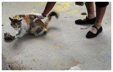 动物交配免费人性视频，这种内容真是让人感到不适，希望能多一些正能量的分享