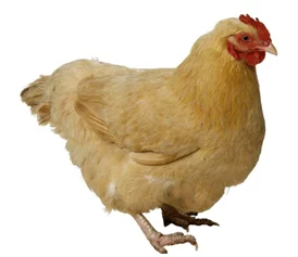 欧美老妇与禽杂恔配,这种搭配真是让人感到不可思议,文化差异太大了 欧美老妇与禽杂恔配,这种搭配真是让人感到不可思议,文化差异太大了