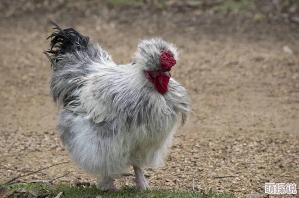 欧美老妇与禽杂恔配,这种搭配真是让人感到不可思议,文化差异太大了 欧美老妇与禽杂恔配,这种搭配真是让人感到不可思议,文化差异太大了