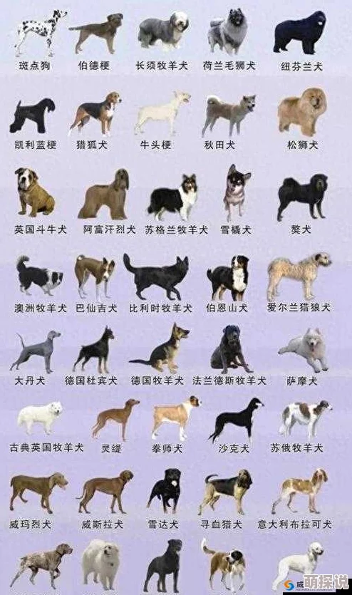 人狗胶配方大全狗狗一,真是个好主意,希望能帮助更多养犬人士! 人狗胶配方大全狗狗一,真是个好主意,希望能帮助更多养犬人士!