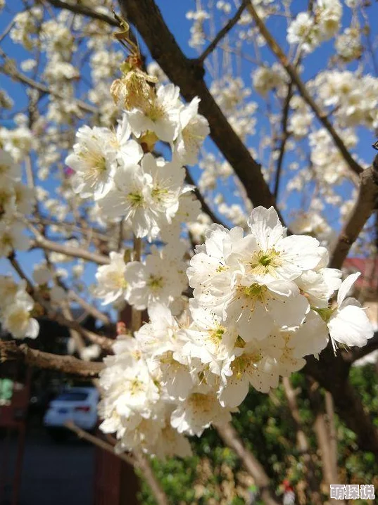樱桃视频官网，内容丰富多样，用户体验良好，是个不错的视频平台