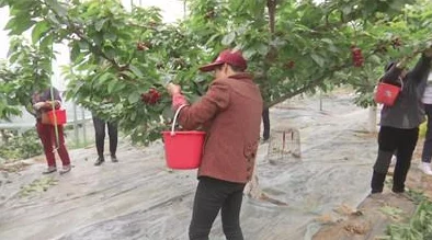 樱桃视频官网，内容丰富多样，用户体验良好，是个不错的视频平台