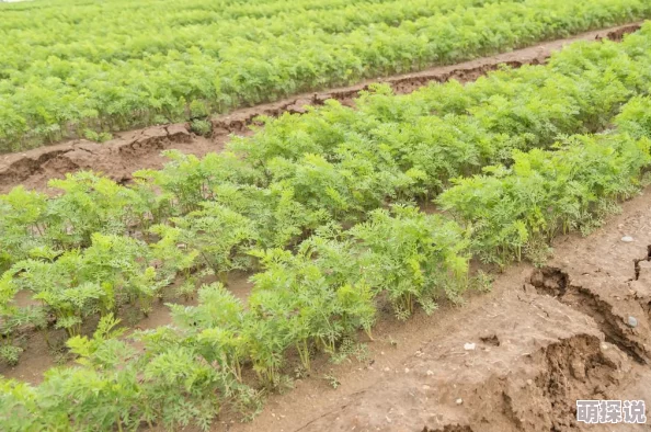 一小男孩妈妈胡萝卜(黄)的种植技巧与营养价值分析,助力家庭健康饮食新选择 一小男孩妈妈胡萝卜(黄)的种植技巧与营养价值分析,助力家庭健康饮食新选择