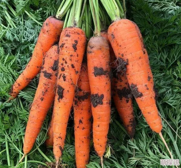 一小男孩妈妈胡萝卜(黄)的种植技巧与营养价值分析,助力家庭健康饮食新选择 一小男孩妈妈胡萝卜(黄)的种植技巧与营养价值分析,助力家庭健康饮食新选择