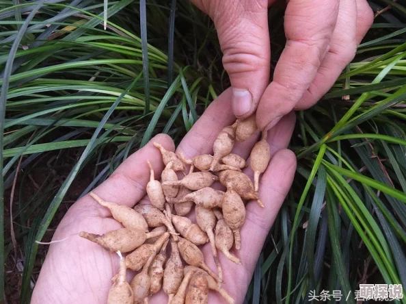 久操电影网：弘扬正能量，传播美好生活方式