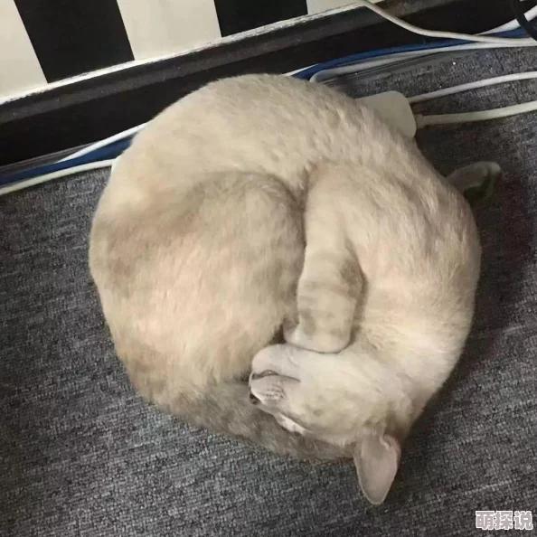 女邻居拉开裙子让我挺进 原来是为了救助受伤的小猫咪 女邻居拉开裙子让我挺进 原来是为了救助受伤的小猫咪