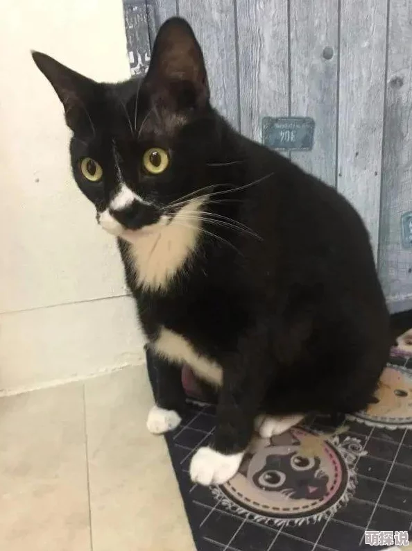 女邻居拉开裙子让我挺进 原来是为了救助受伤的小猫咪 女邻居拉开裙子让我挺进 原来是为了救助受伤的小猫咪