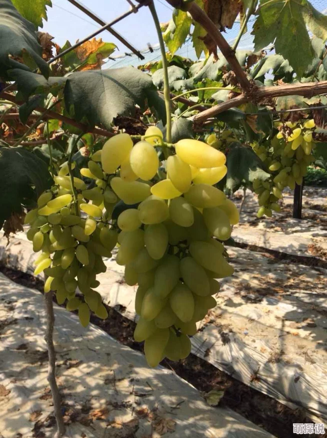 欧美老女人性视频近期爆红网络引发热议 欧美老女人性视频近期爆红网络引发热议