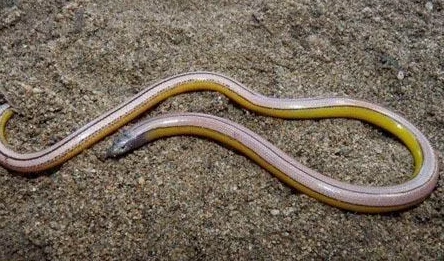 蛇舌近日,科学家发现了一种新型的无毒蛇类,其舌头颜色异常鲜艳,引发研究热潮 蛇舌近日,科学家发现了一种新型的无毒蛇类,其舌头颜色异常鲜艳,引发研究热潮