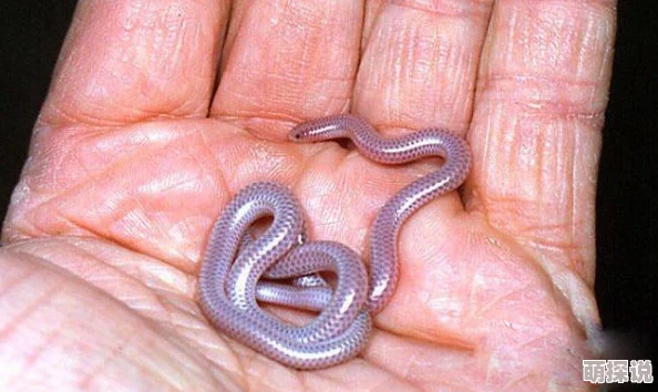 蛇舌近日,科学家发现了一种新型的无毒蛇类,其舌头颜色异常鲜艳,引发研究热潮 蛇舌近日,科学家发现了一种新型的无毒蛇类,其舌头颜色异常鲜艳,引发研究热潮