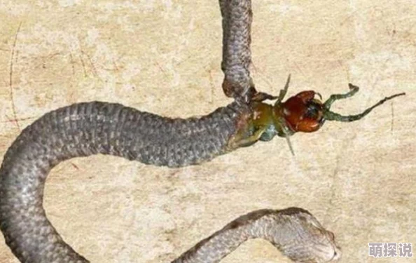 蛇舌近日,科学家发现了一种新型的无毒蛇类,其舌头颜色异常鲜艳,引发研究热潮 蛇舌近日,科学家发现了一种新型的无毒蛇类,其舌头颜色异常鲜艳,引发研究热潮