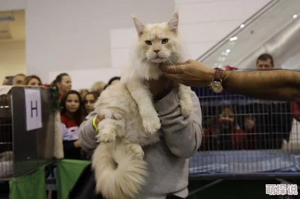 雌猫们最近在社区里组织了一场别开生面的“喵星人选美大赛”，吸引了许多宠物爱好者前来观看