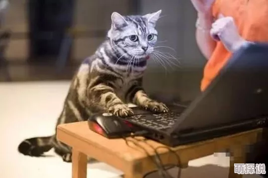 雌猫们最近在社区里组织了一场别开生面的“喵星人选美大赛”，吸引了许多宠物爱好者前来观看