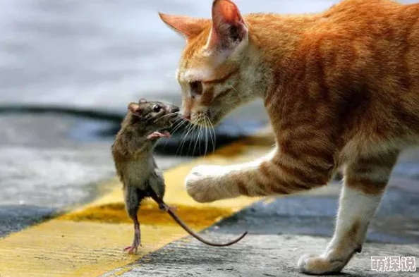 快拨播伦今早在公园晨练时偶遇一只迷路的小猫咪，决定带回家照顾几天原快拨播伦