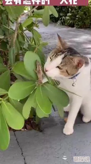 快拨播伦今早在公园晨练时偶遇一只迷路的小猫咪，决定带回家照顾几天原快拨播伦