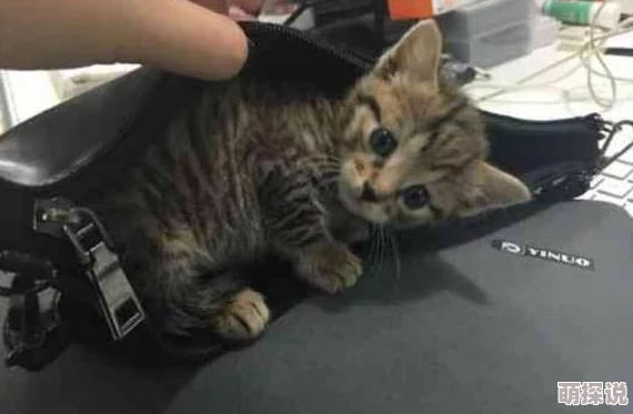 快拨播伦今早在公园晨练时偶遇一只迷路的小猫咪，决定带回家照顾几天原快拨播伦