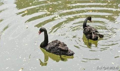 摇荡的心一颗心在风中摇曳，寻找属于自己的方向