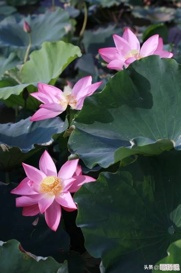 摇荡的心一颗心在风中摇曳，寻找属于自己的方向