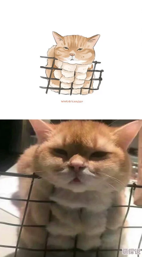 再深点灬舒服灬太大了在线视频最近爆红的网红猫咪萌翻全网