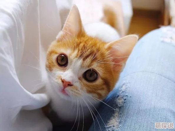 再深点灬舒服灬太大了在线视频最近爆红的网红猫咪萌翻全网