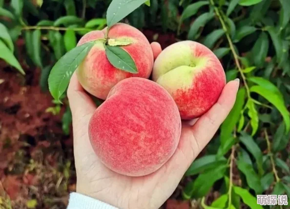 蜜桃熟了的夏日果香四溢，甜美诱人，真想一口咬下去