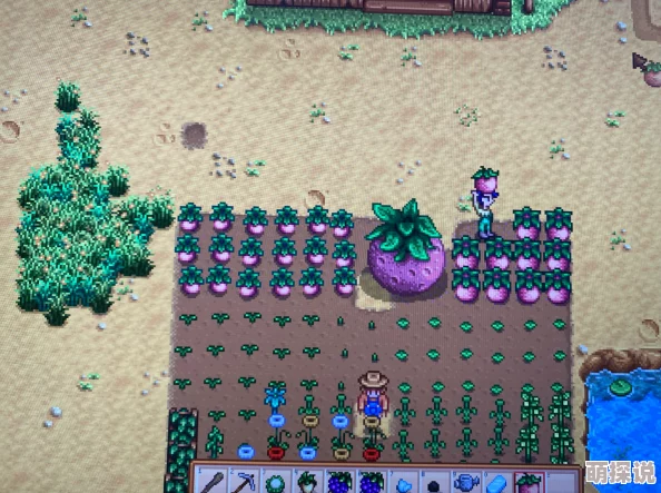 星露谷物语:甜瓜VS蓝莓,揭秘哪个更胜一筹?惊喜消息:两者结合种植效益最大化! 星露谷物语:甜瓜VS蓝莓,揭秘哪个更胜一筹?惊喜消息:两者结合种植效益最大化!