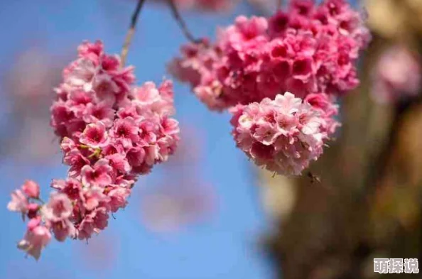 丁香激情六月天夏日花海绽放吸引游客纷至沓来