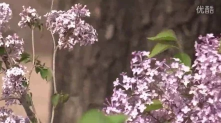 五月丁香六月婷婷久久花开花落又一载静待佳音