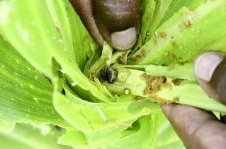 一个上面一个下边啃B进展顺利双方合作愉快啃食进度过半预计明日完工