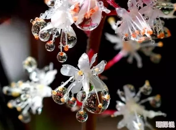 chinese国产hdsex水滴360榴花正红绽放生命的美好勇敢追梦迎接每一个新开始 chinese国产hdsex水滴360榴花正红绽放生命的美好勇敢追梦迎接每一个新开始